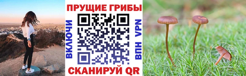 дарк нет Telegram  Козьмодемьянск  Галлюциногенные грибы Psilocybine cubensis 